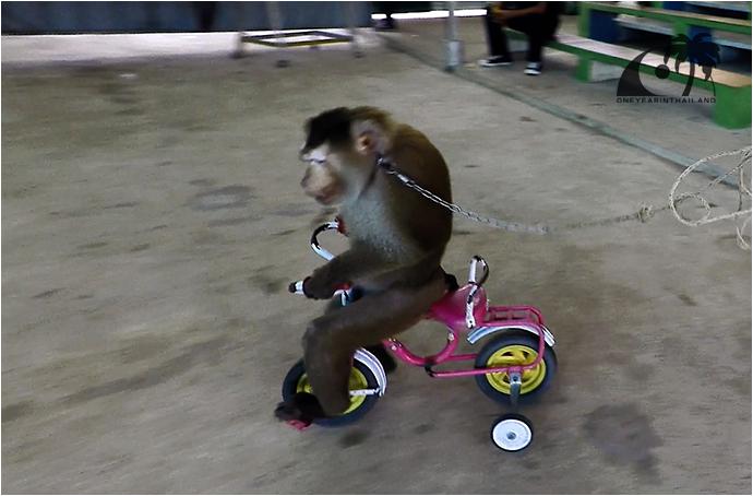 Шоу обезьян на Пхукете (Кату) / Monkey Show Kathu, Phuket-5