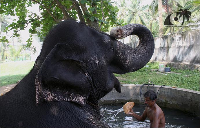 Национальный день тайского слона-1