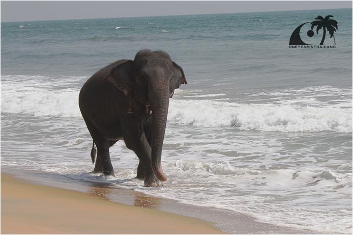 Национальный день тайского слона-3