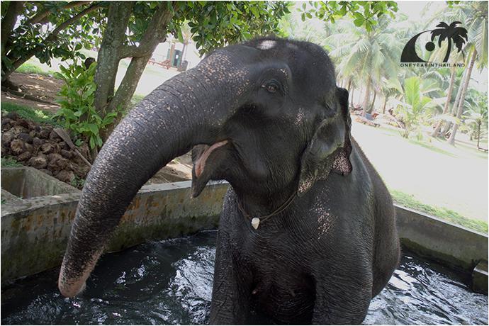 Национальный день тайского слона-2