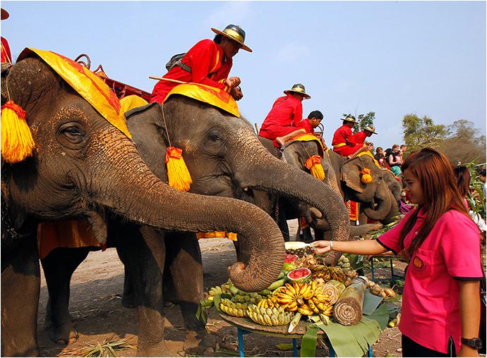 Национальный день тайского слона-4