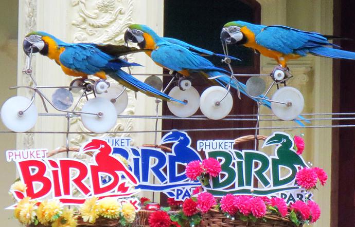 Парк птиц на Пхукете