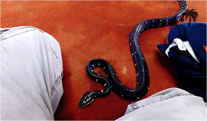 Шоу змей на Пхукете (Кату) / Cobra Show Kathu-8