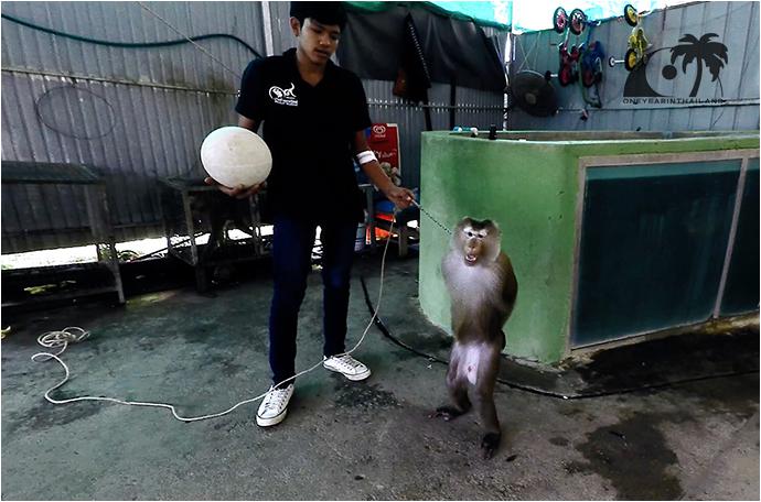 Шоу обезьян на Пхукете (Кату) / Monkey Show Kathu, Phuket-9