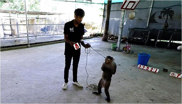 Шоу обезьян на Пхукете (Кату) / Monkey Show Kathu, Phuket-2