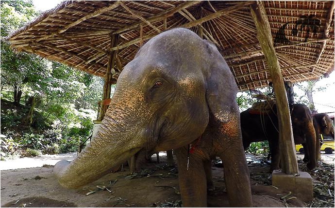 Сафари на Слонах КокЧанг (Пхукет, Карон) / KokChang Safari Elephant Trekking (Phuket, Karon)-4