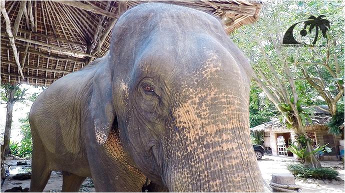 Сафари на Слонах КокЧанг (Пхукет, Карон) / KokChang Safari Elephant Trekking (Phuket, Karon)-14