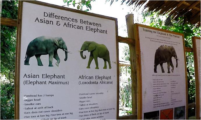 Сафари на Слонах КокЧанг (Пхукет, Карон) / KokChang Safari Elephant Trekking (Phuket, Karon)-12