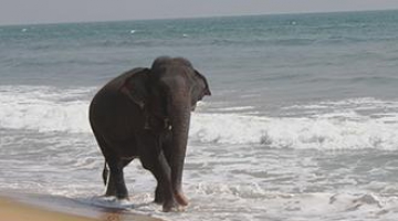 День тайского слона в Таиланде