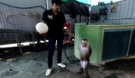 Шоу обезьян на Пхукете (Кату) / Monkey Show Kathu, Phuket