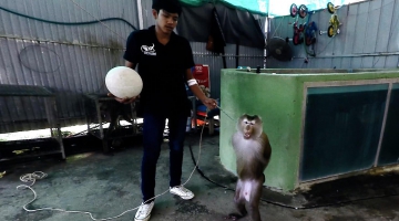 Шоу обезьян на Пхукете (Кату) / Monkey Show Kathu, Phuket