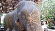 Сафари на Слонах КокЧанг (Пхукет, Карон) / KokChang Safari Elephant Trekking (Phuket, Karon)
